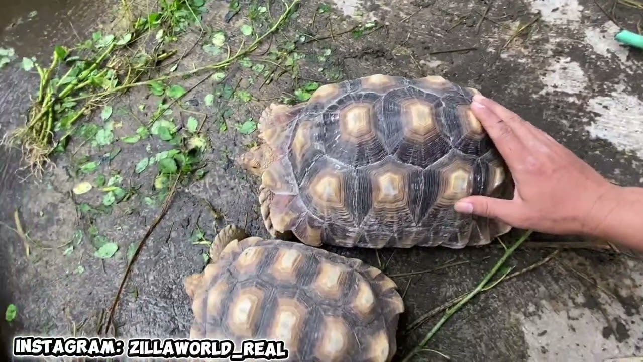 KURA PENGHUNI ZILLAWORLD! 