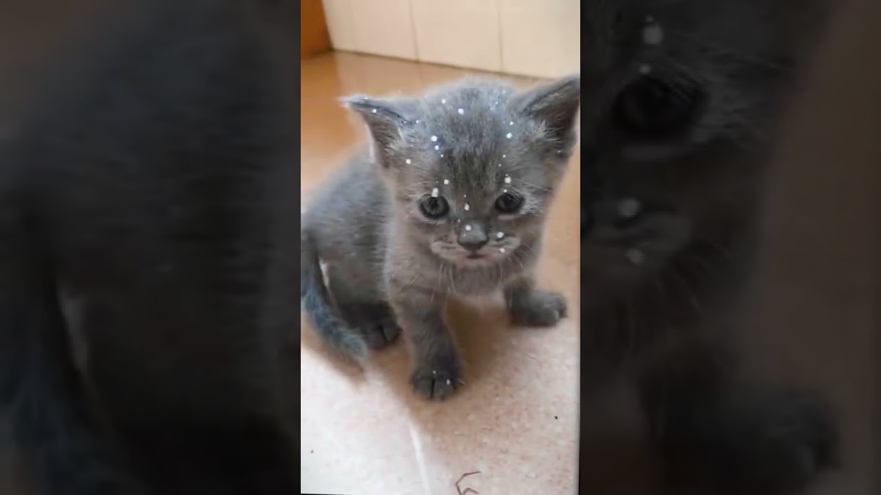 The 1st time for being a mom 🐈 #cat #catsoftiktok #funny