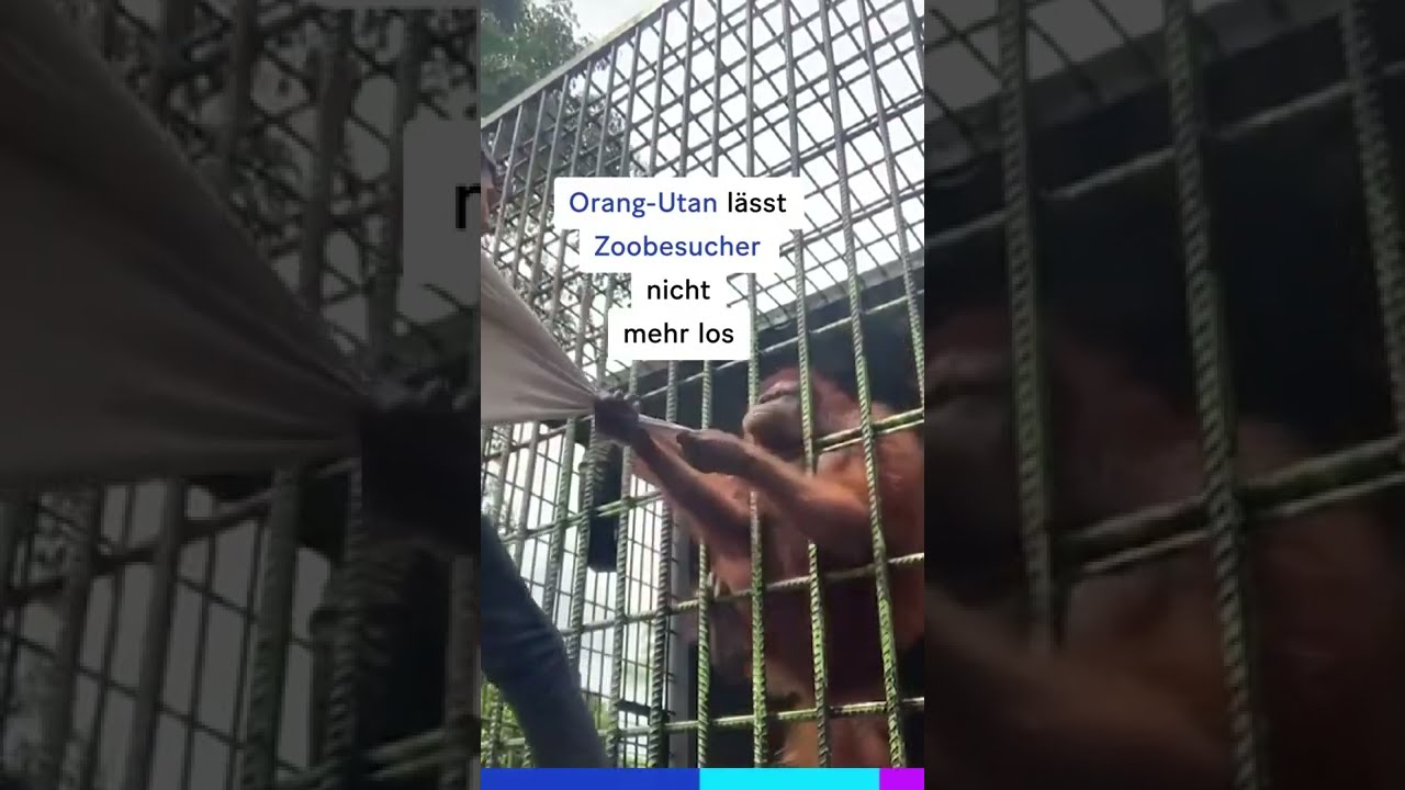Orang-Utan schnappt sich Zoobesucher und lässt nicht mehr los 🦧