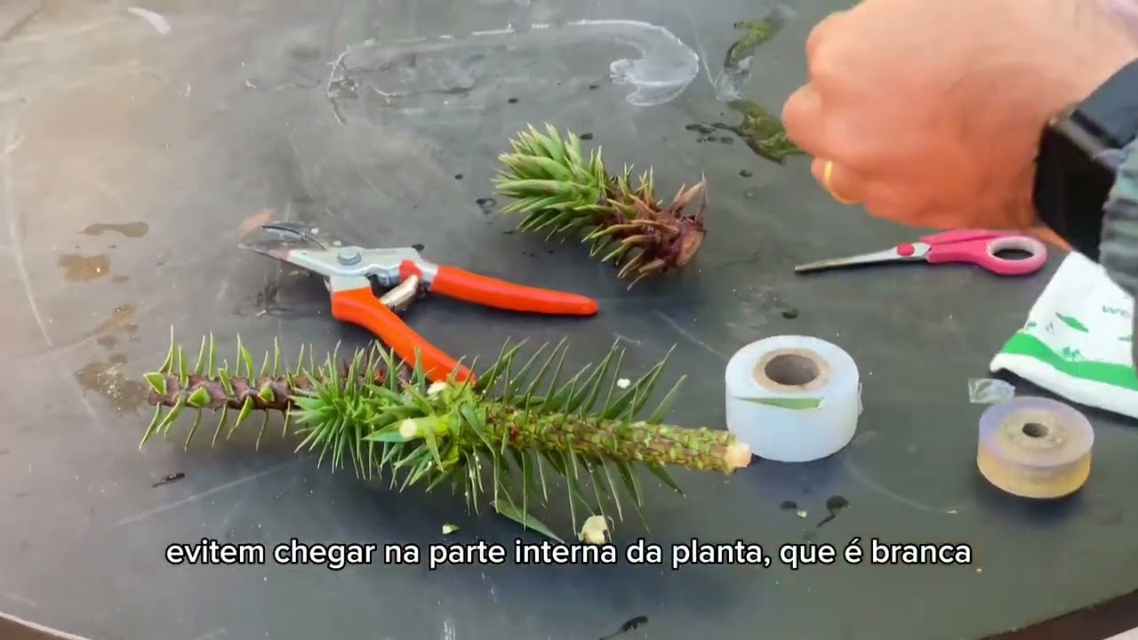 Enxertia na Araucária para antecipar produção de pinhões