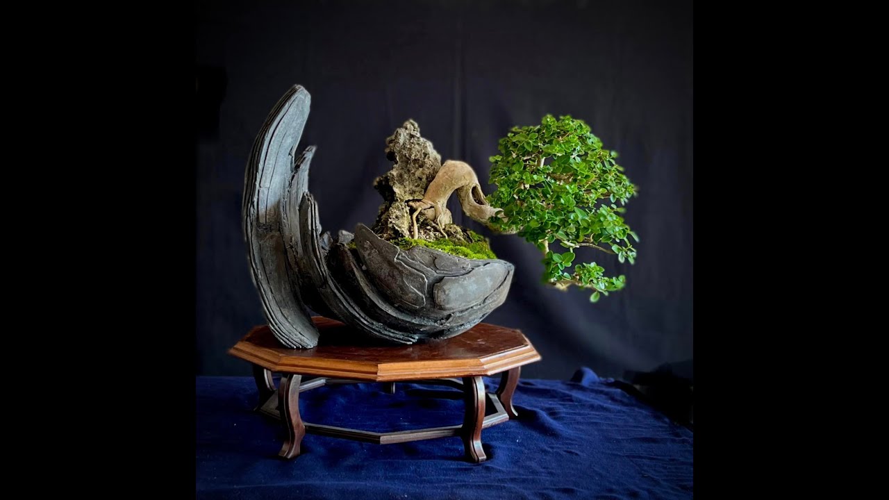 Trasplante de Premna Plantada sobre Roca a Kurama Takumi