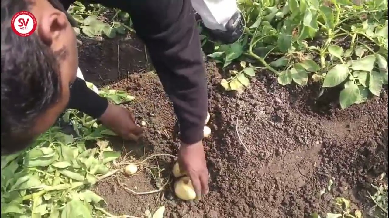 Victor Potato Variety | 75 Days | Dewas, MP / विक्टर आलू किस्म | 75 दिन | देवास, मध्य प्रदेश