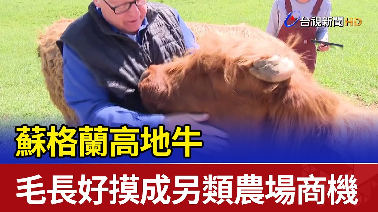 蘇格蘭高地牛 毛長好摸成另類農場商機