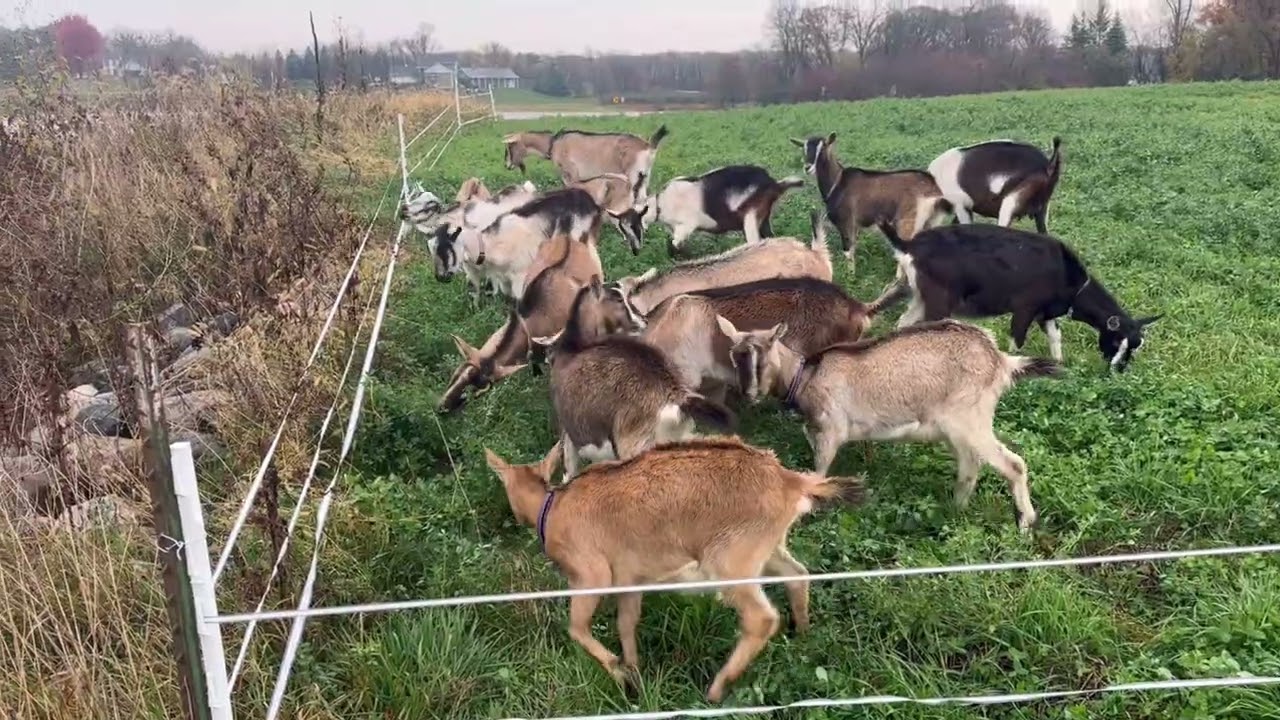 Can Anything Stop These Goats? Testing the New Fence!