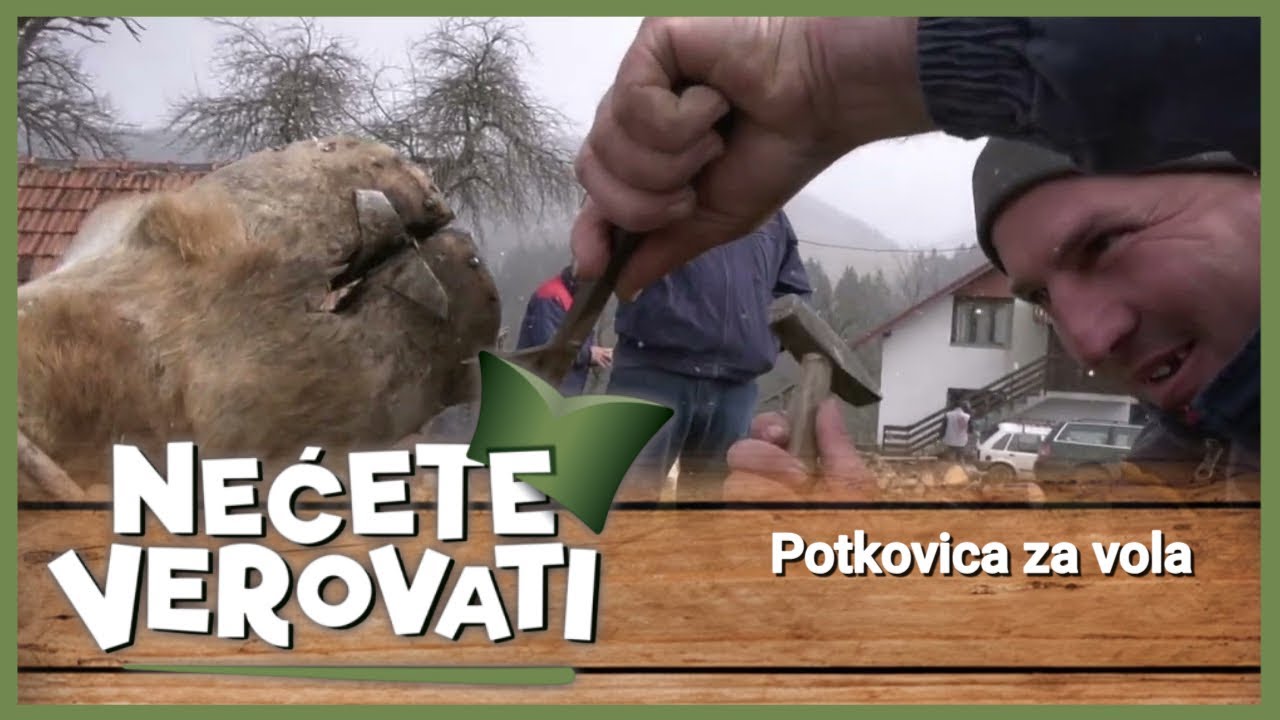 NEĆETE VEROVATI - Potkovica za vola
