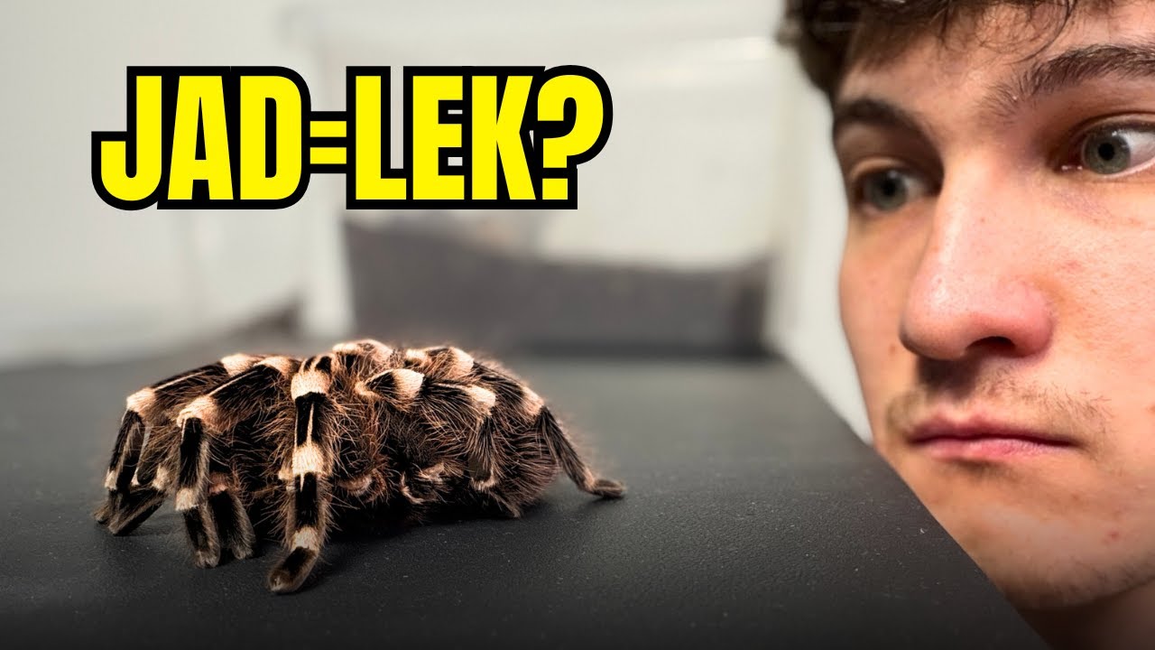 JAD tego PTASZNIKA NISZCZY RAKA?! 😱| Pająki na start!