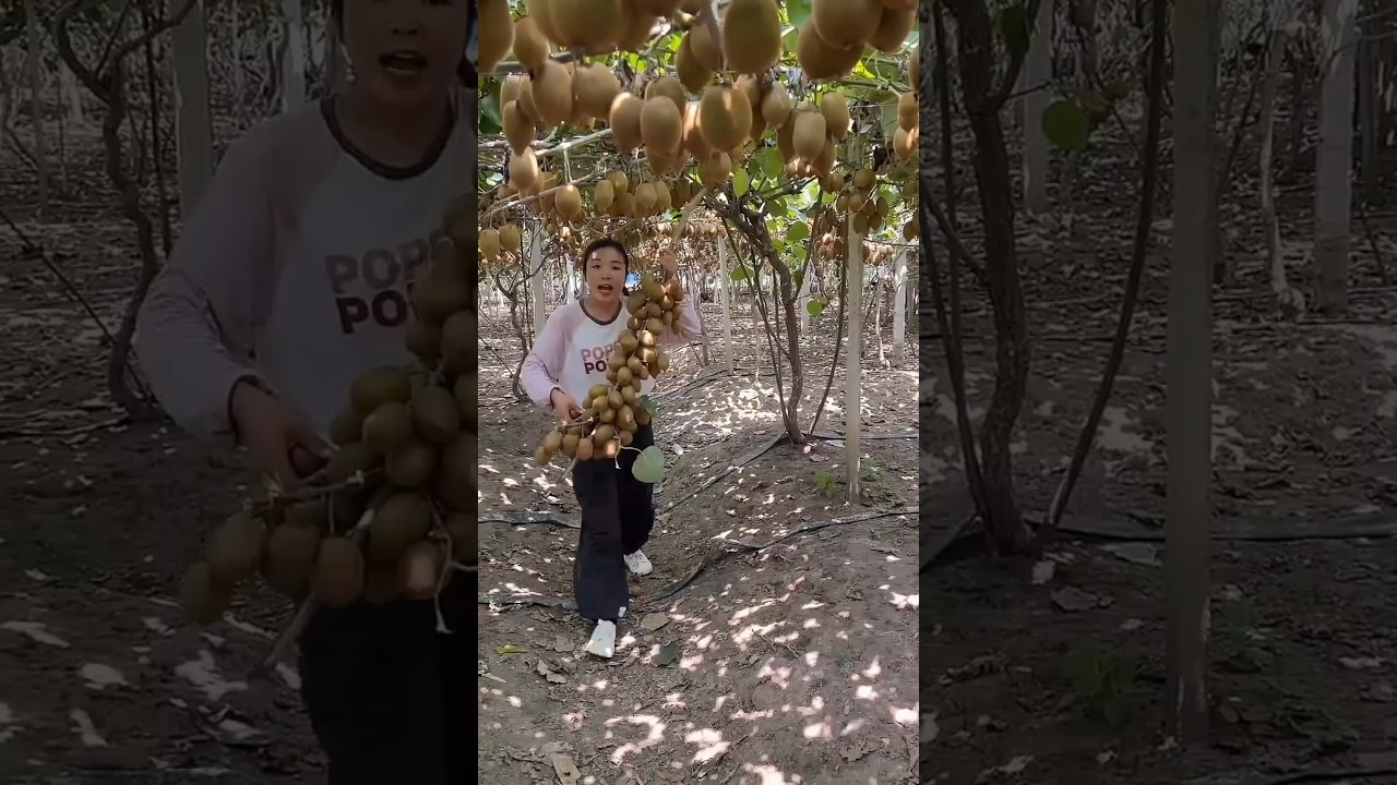 How China Turns Kiwi Into a Chewy Snack!
