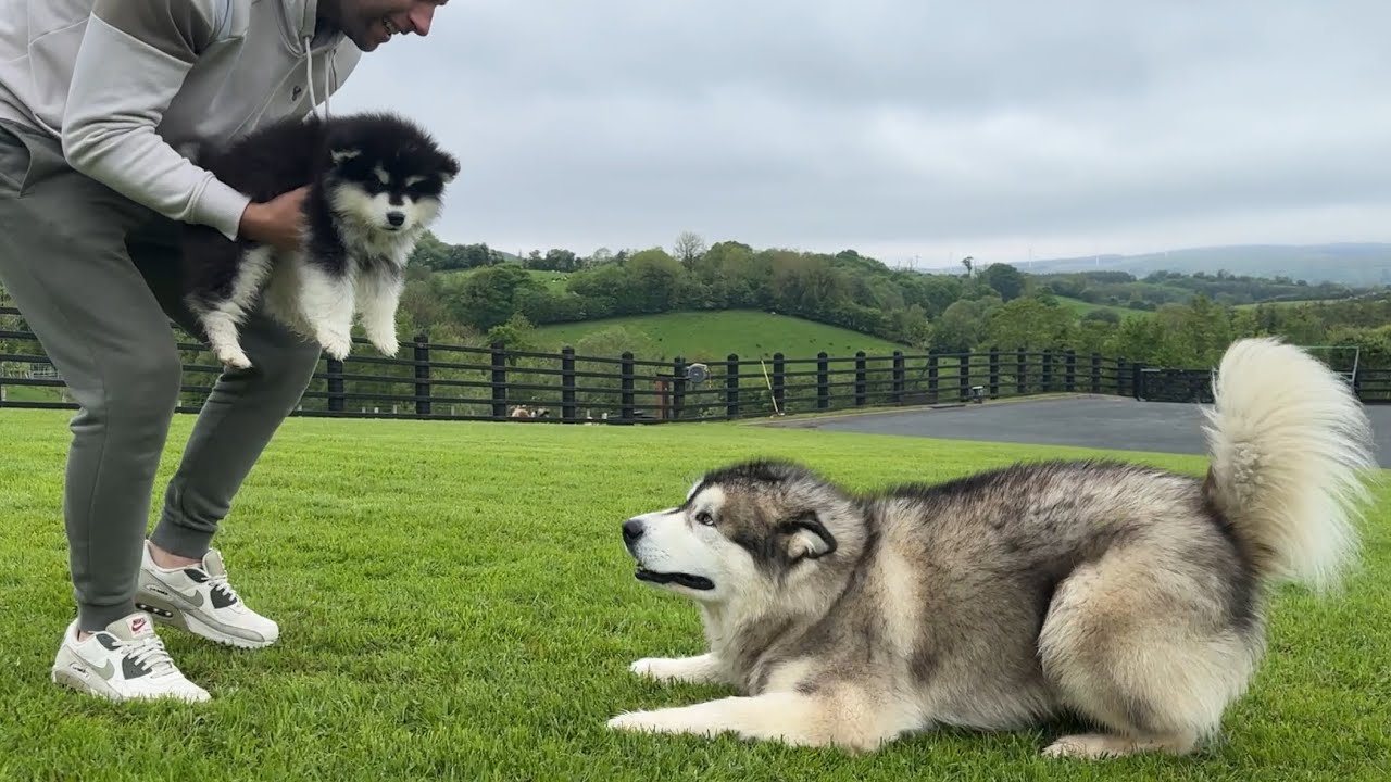 Giant Husky Reacts To New Puppy Outside! (They're So Cute!!)