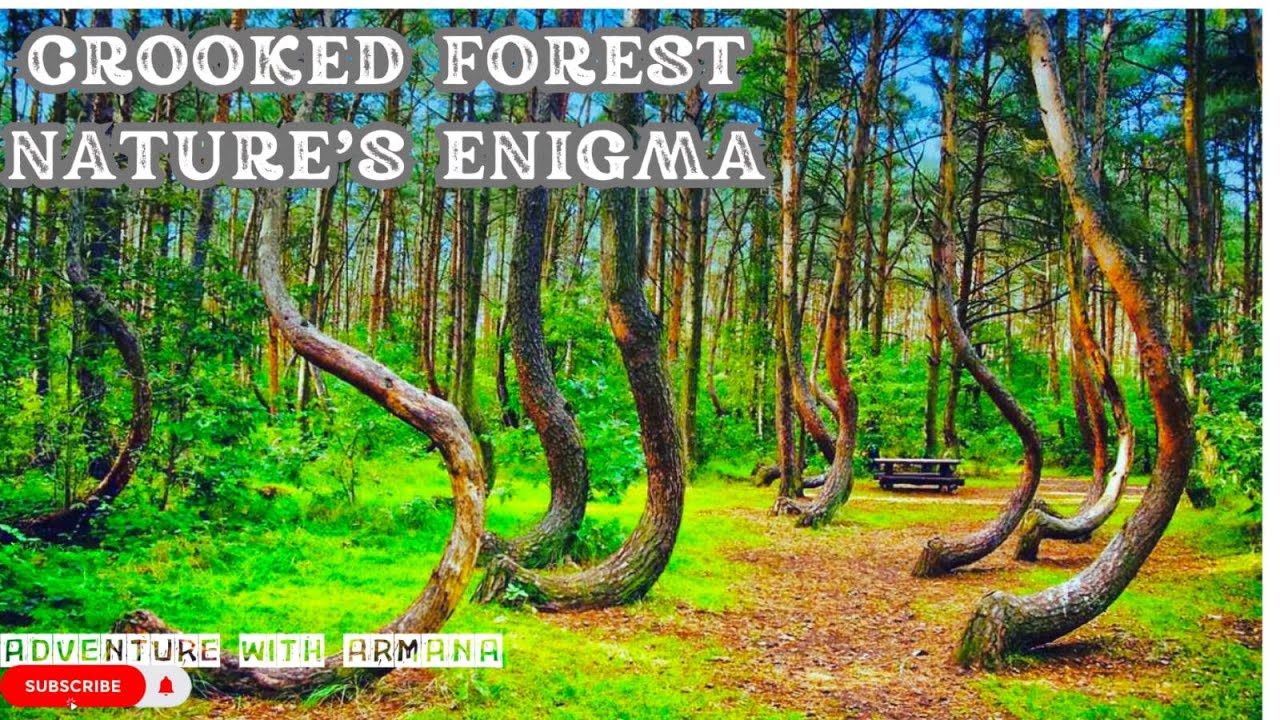 The Crooked Forest Poland&rsquo;s Unsolved Nature