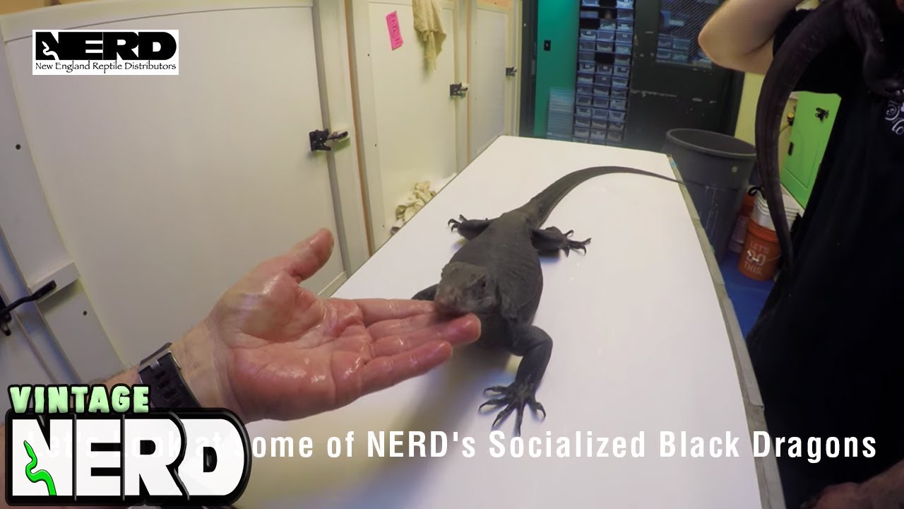 Давайте посмотрим на некоторых социализированных черных драконов NERD