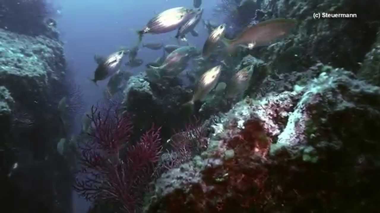 Salema porgy - sarpa salpa