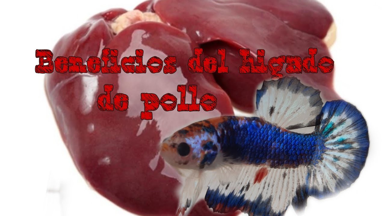 #superbbetashd Beneficios del hígado de pollo para los bettas