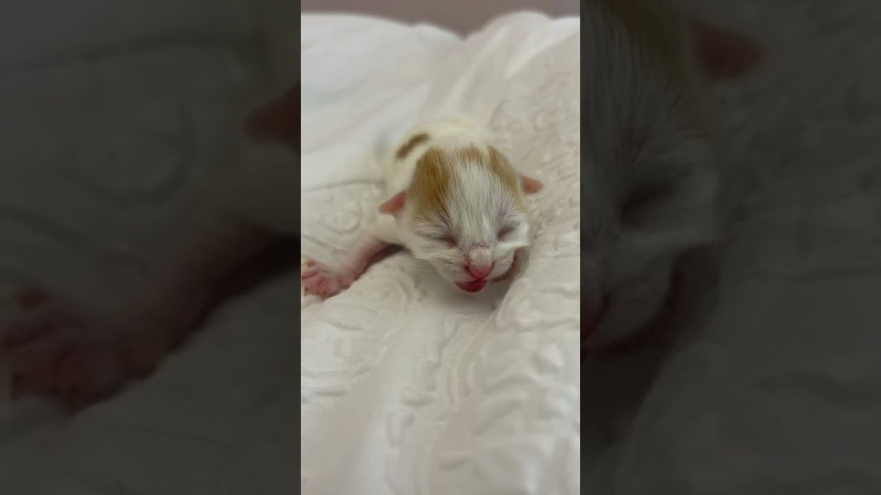 Newborn Kitten Crying For Mommy Cat&hellip;