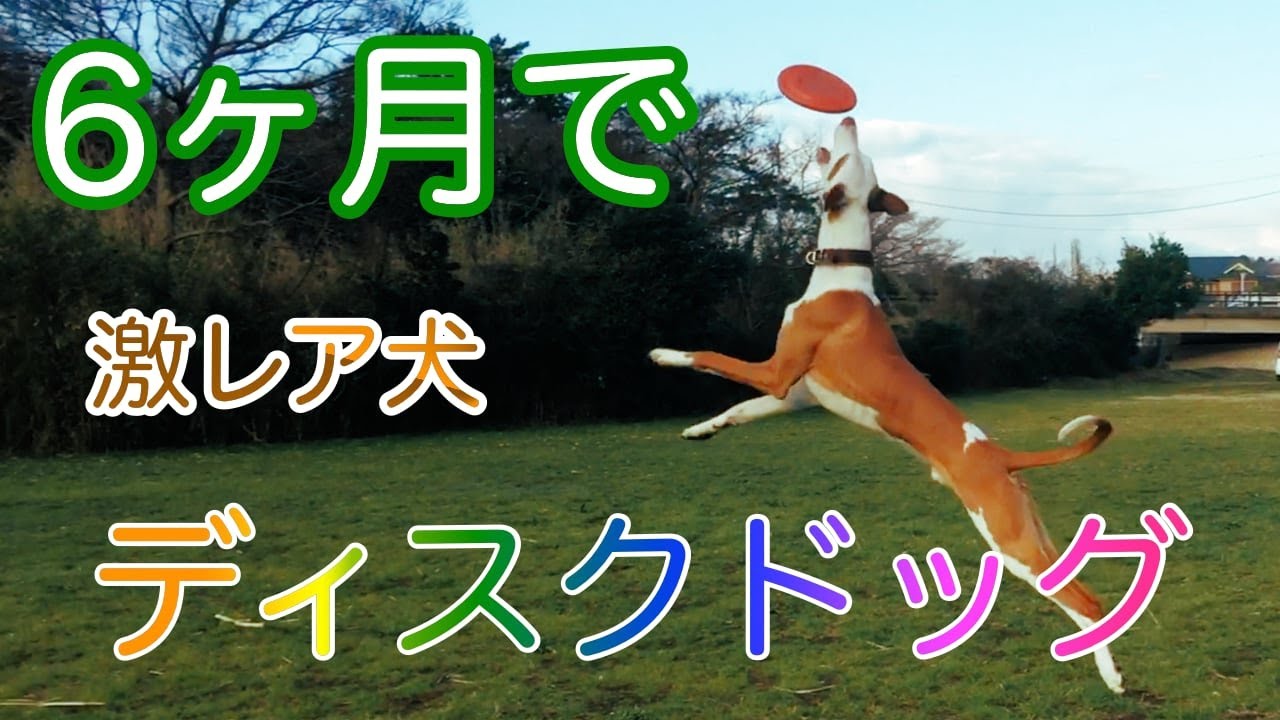 大型犬でフリスビー/How to play Disc with big dog IbizanHound