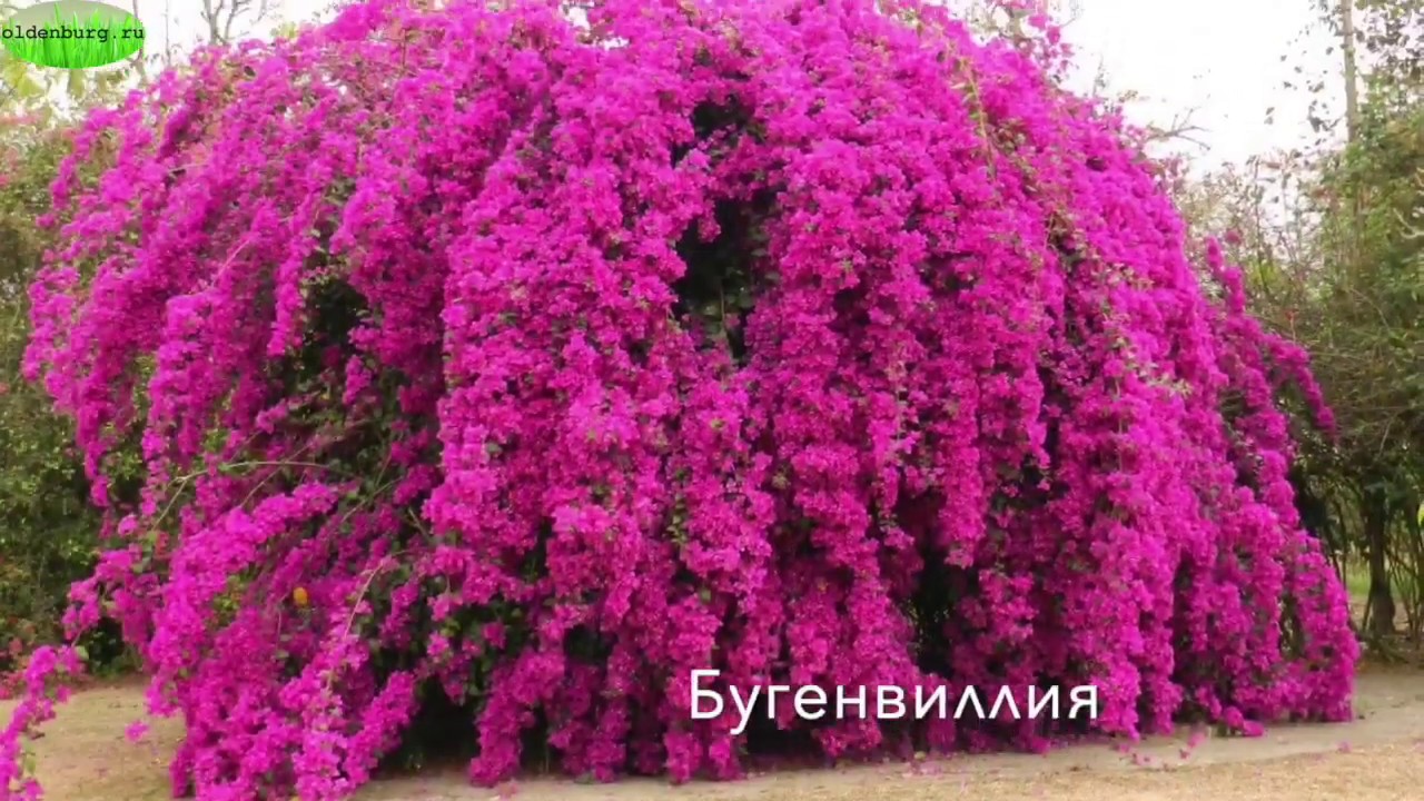 ПРЕКРАСНЕЙШИЕ ЦВЕТУЩИЕ КУСТАРНИКИ ДЛЯ САДА #названияцветов #азалия #скумпия #spirea #oldenburgru#235
