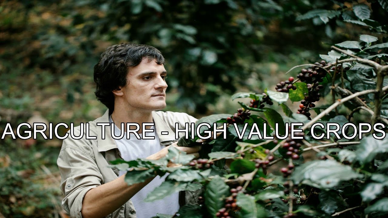 AGRICULTURE - HIGH VALUE CROPS