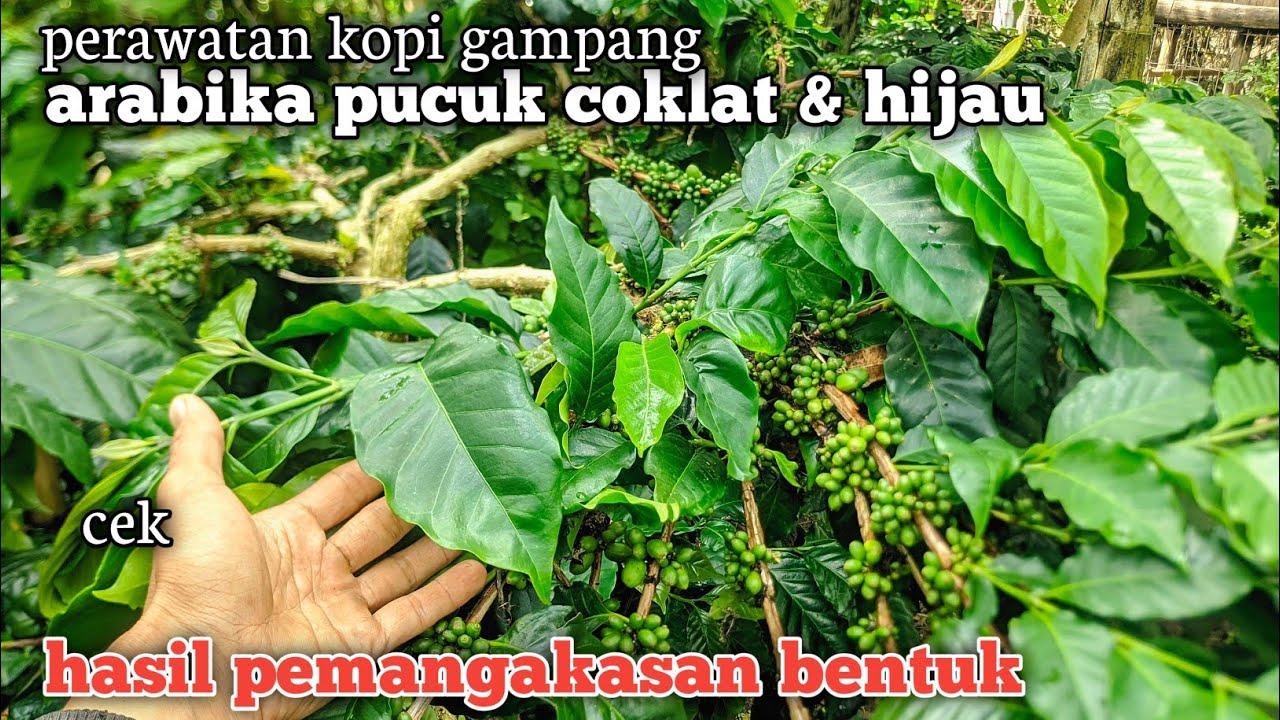 ARABIKA ATENG PUCUK COKLAT & HIJAU