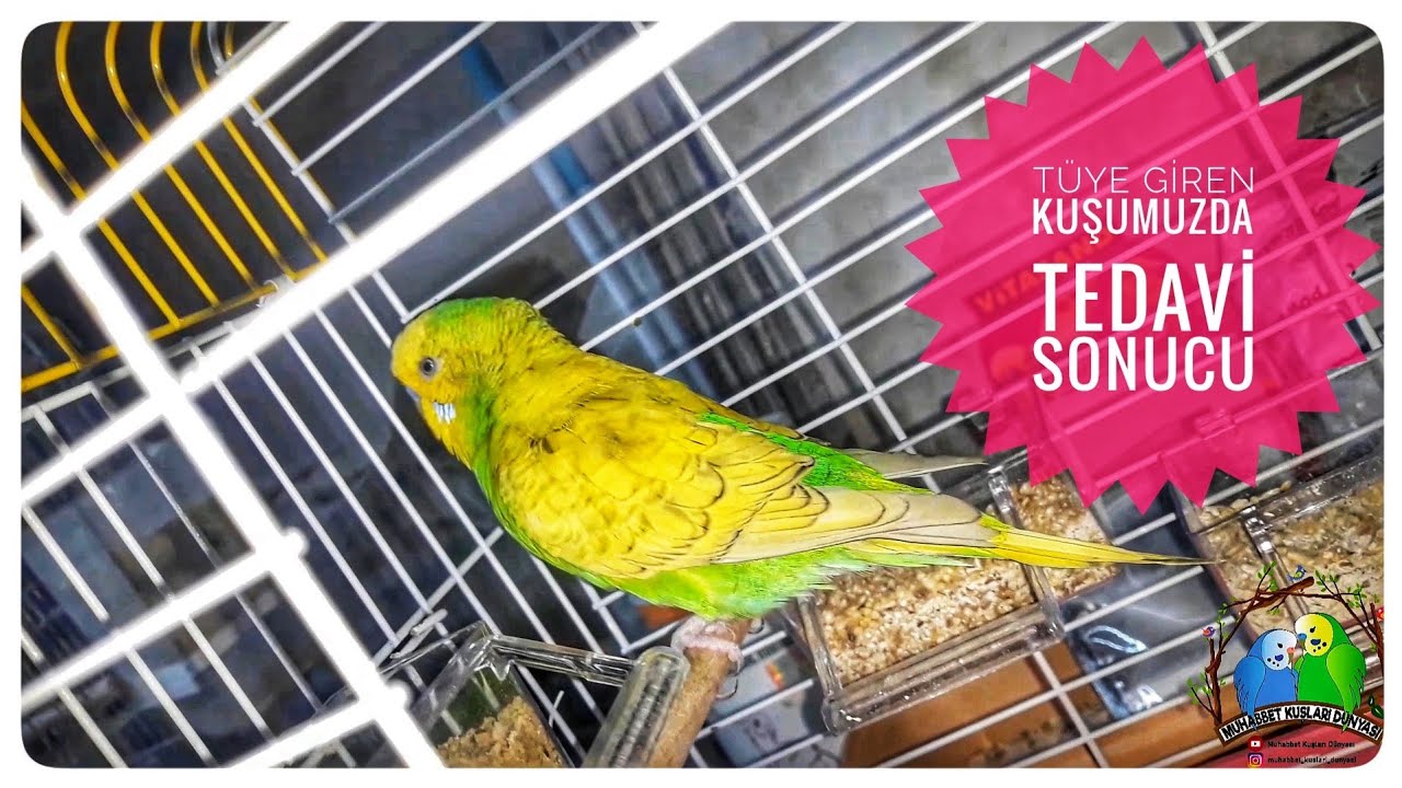 Tüye Giren Kuşumuzda Tedavi Sonucu