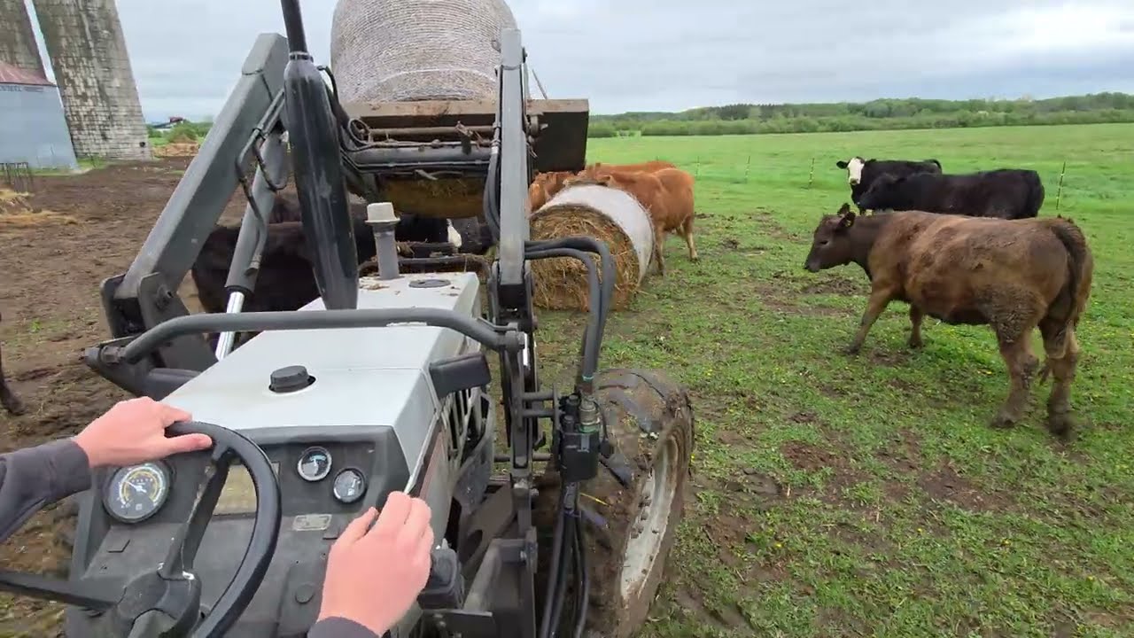 Feeding Hay & Bedding Soybean Straw  - Wet Day