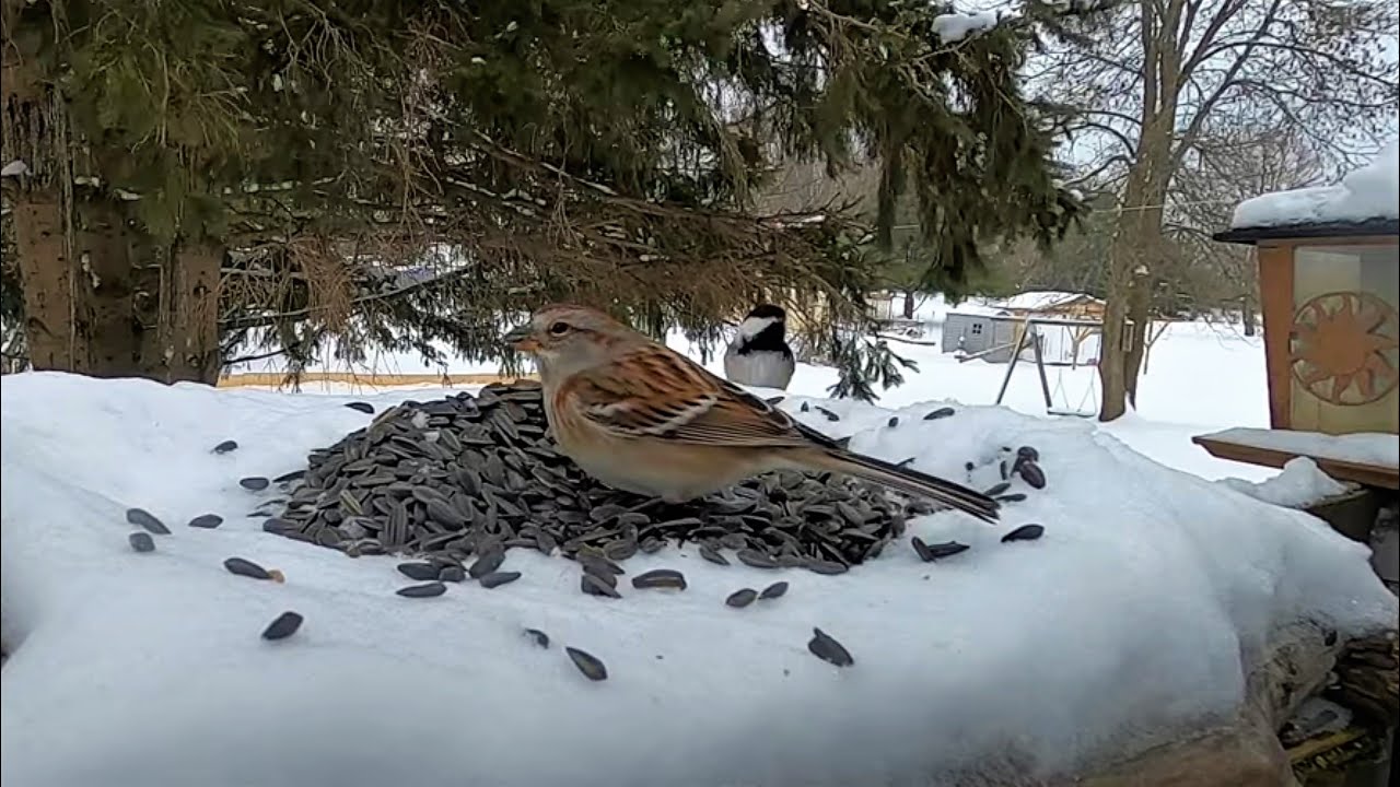 Backyard Birds in the Snow - 10 Hours - Mar 26, 2023