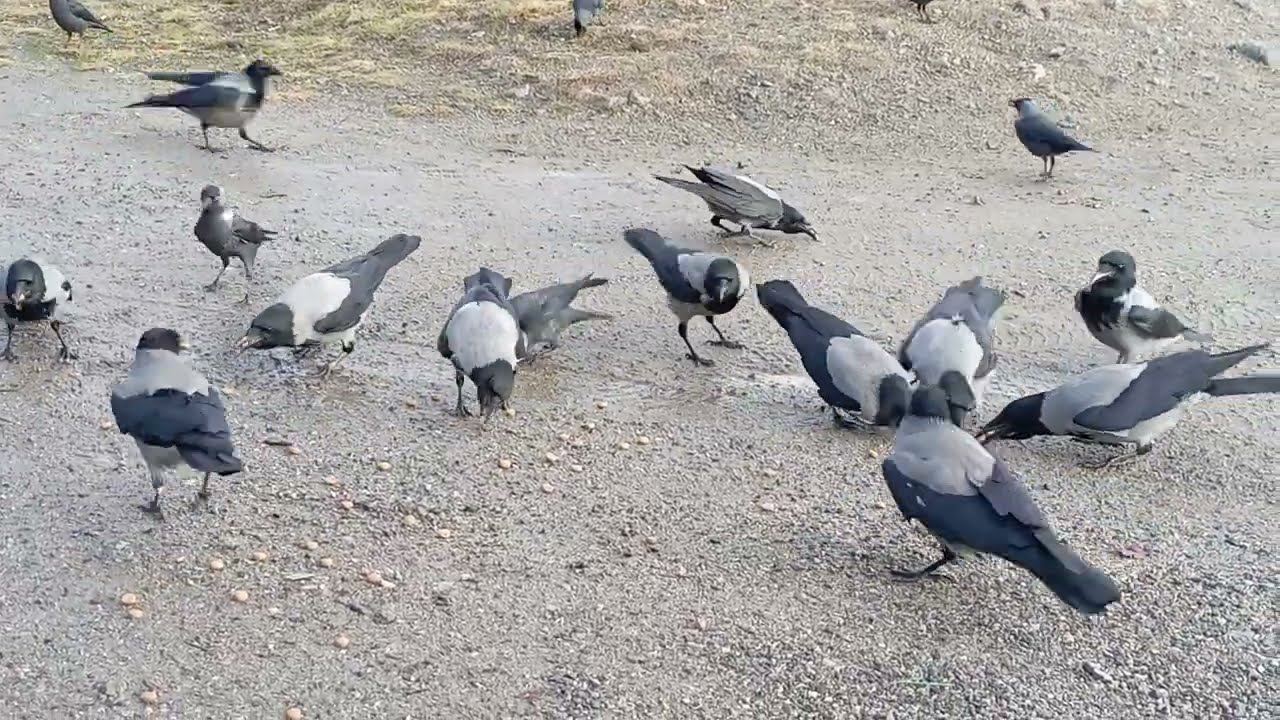 Feeding Hooded Crows & Jackdaws 😍