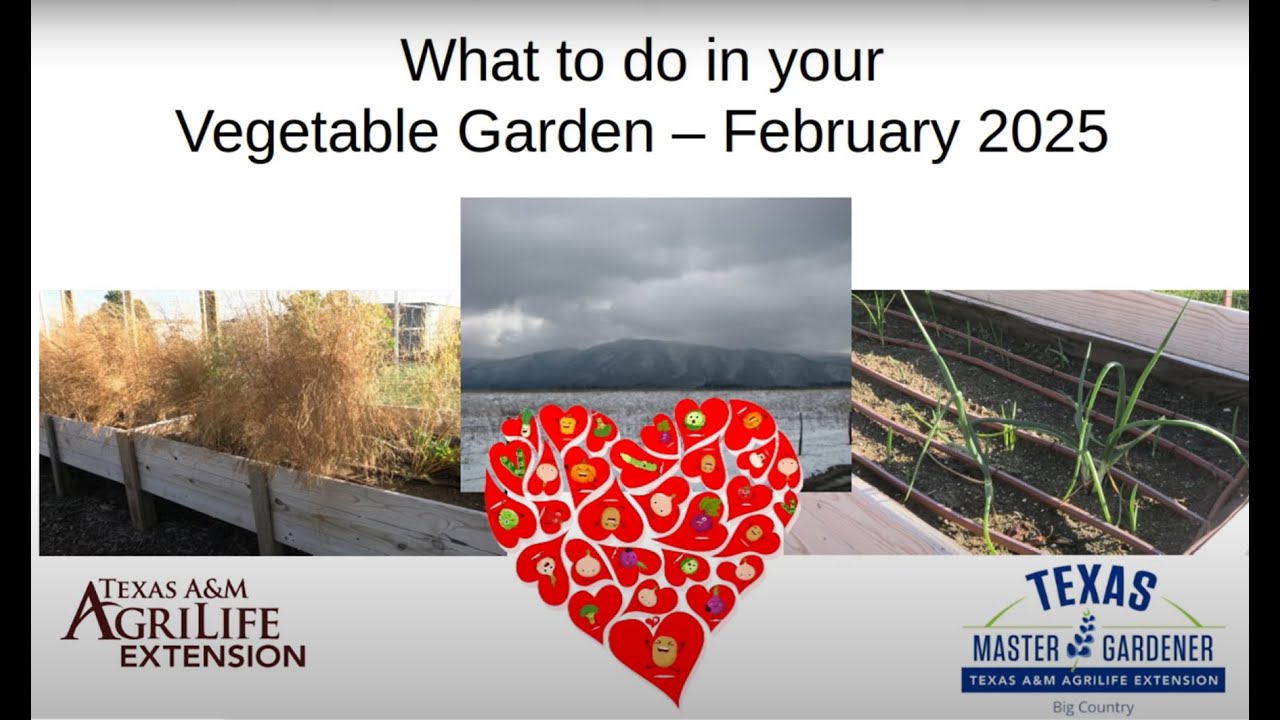 What to do in Your Vegetable Garden - February