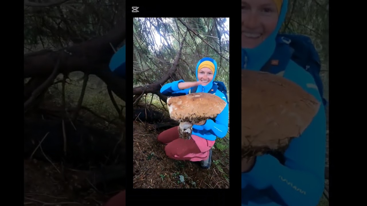 Porcini xxl 2025 #funghi #porcini #boletus #mushroom #2025