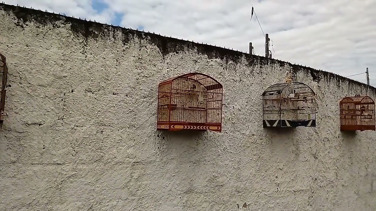 baderna de colero na casa do nosso amigo boneco