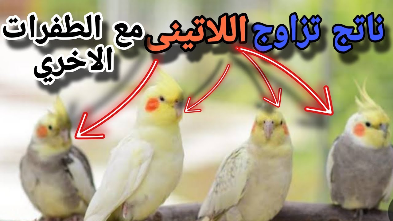 ناتج تزاوج الكوكتيل اللاتينى مع طفرات الكوكتيل الاخرى