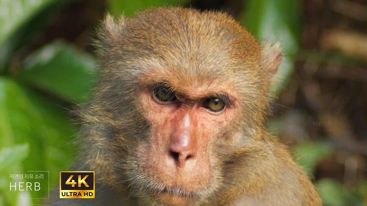 These Monkey Eyes Are So Beautiful, They Don’t Look Real! | Relaxing wildlife ambience