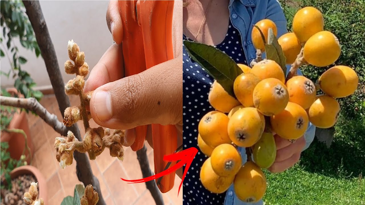 Como podar ameixa amarela da forma correta! Garanta frutos MUITO MAIORES e mais saborosos