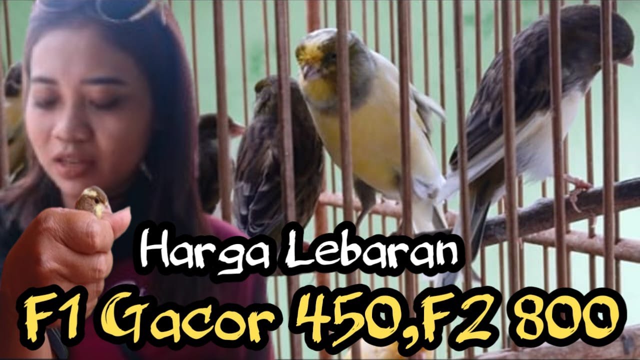 Kelewatan Murahnya Harga kenari F1 ys CUMA 450 rb.. TAPiiii....