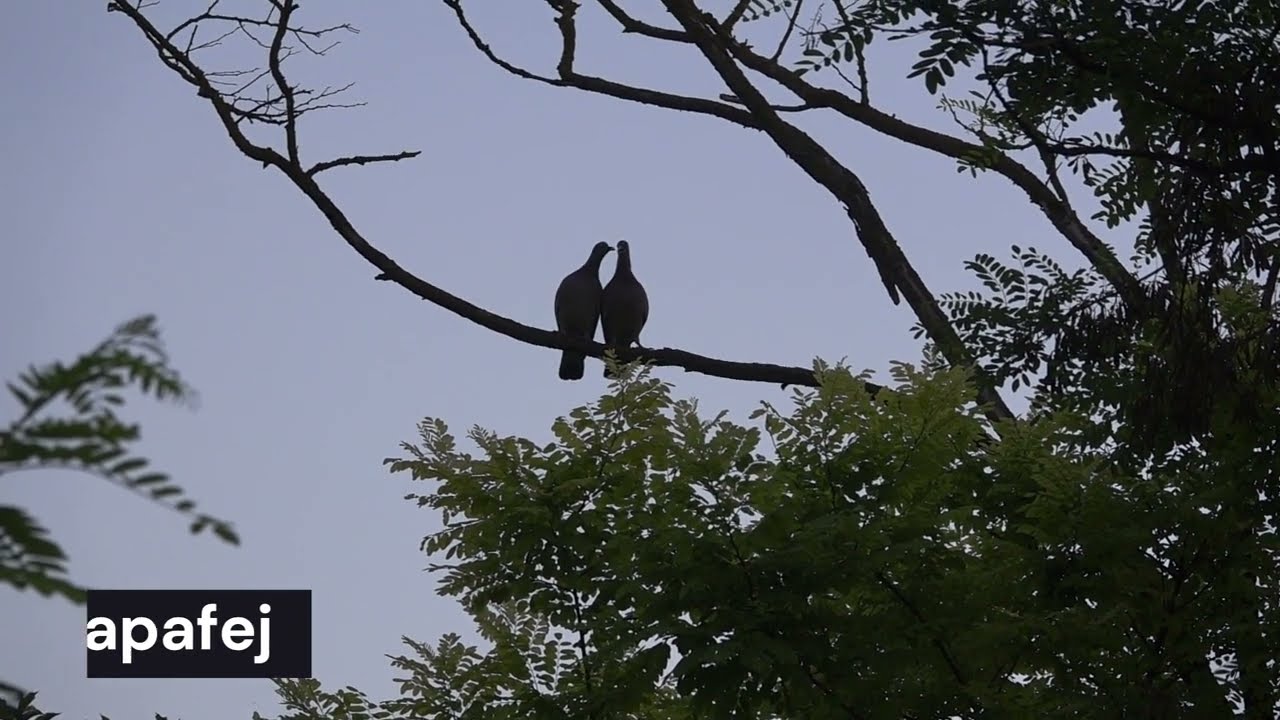 Csókolódzó örvös galambok; (Columba palumbus); Cushat; Ringeltaube; Вяхирь; Paloma de bosque.