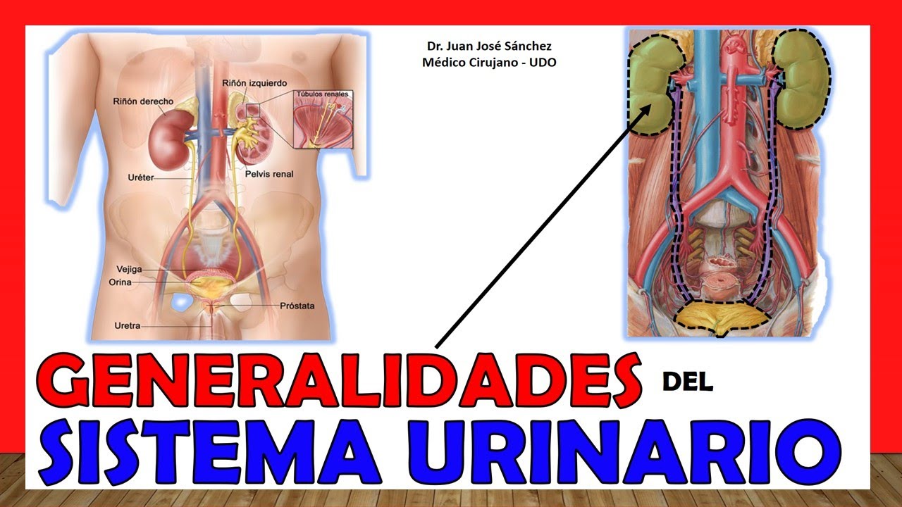 🥇 SISTEMA URINARIO (Aparato EXCRETOR) en 12 Minutos!!. &iexcl;F&aacute;cil y Sencillo!