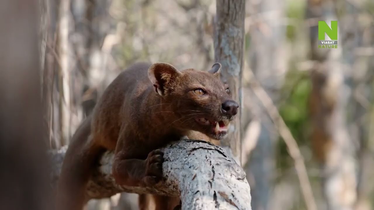 Madagaszk&aacute;r: Afrika Galapagosa