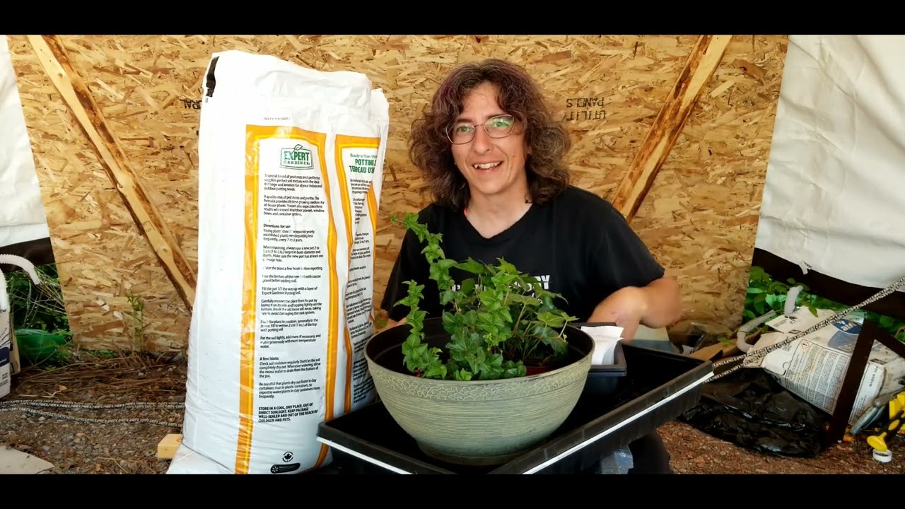 $50 Bonsai Challenge - Part two