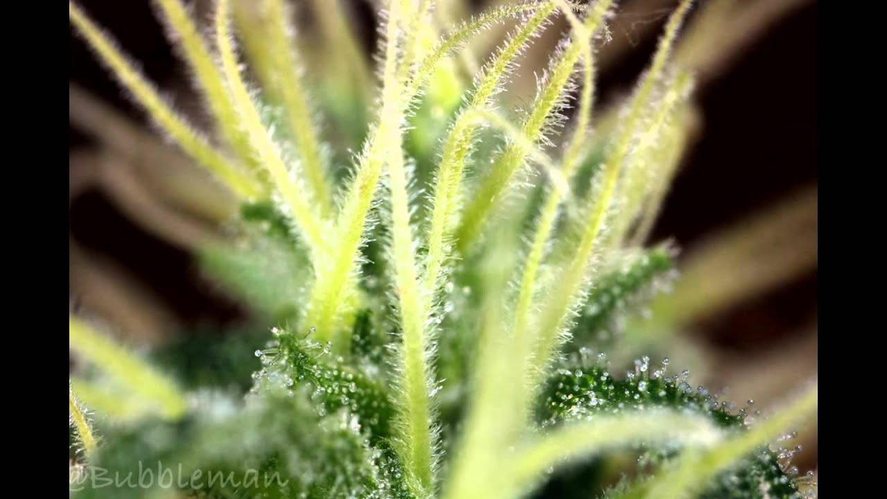 2008 Macro Photographs