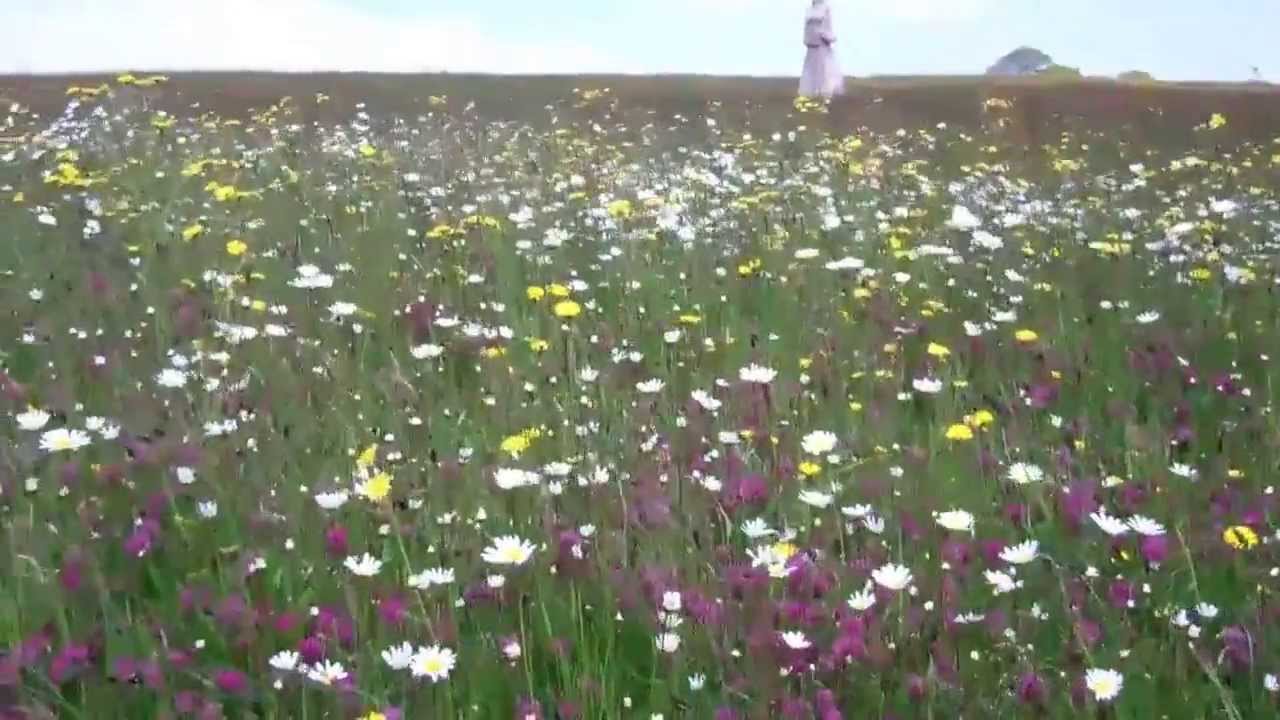 Saints and Skylarks, Carnoet, Brittany June 2013