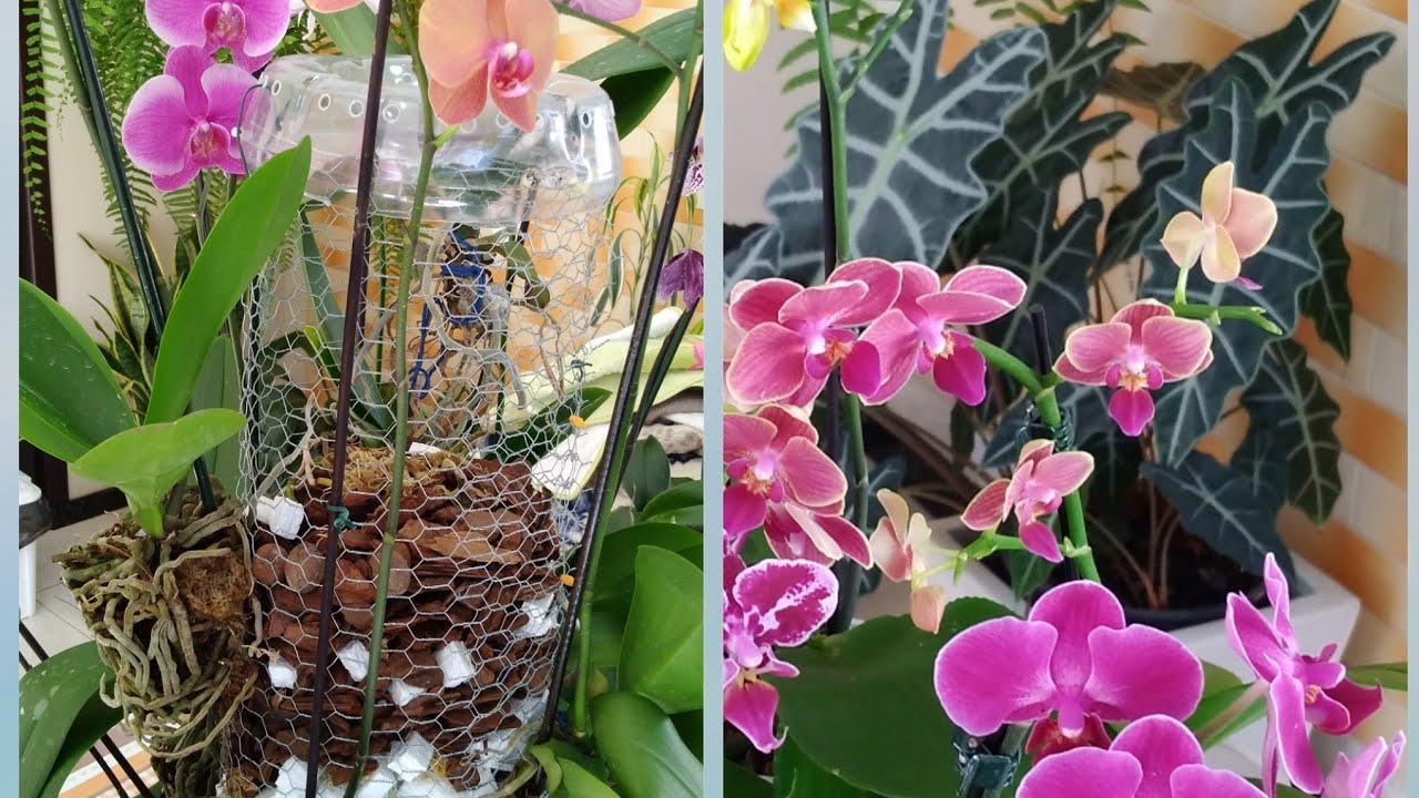 COMO PLANTAR ORQUÍDEAS PHALAENOPSIS EM TRONCO DE TELA COM MATERIAIS REAPROVEITADOS??