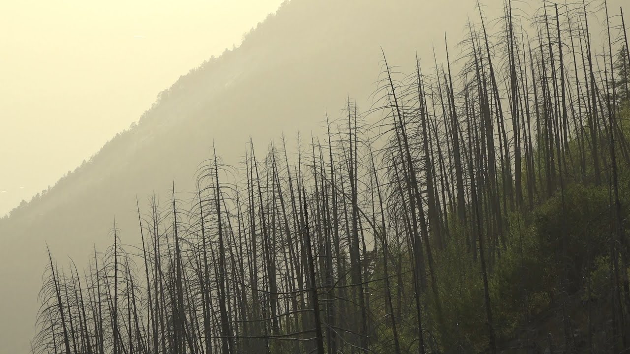 Störungsökologie - Eine filmische Aufbereitung zu Sukzession nach Waldbrand Teil 1