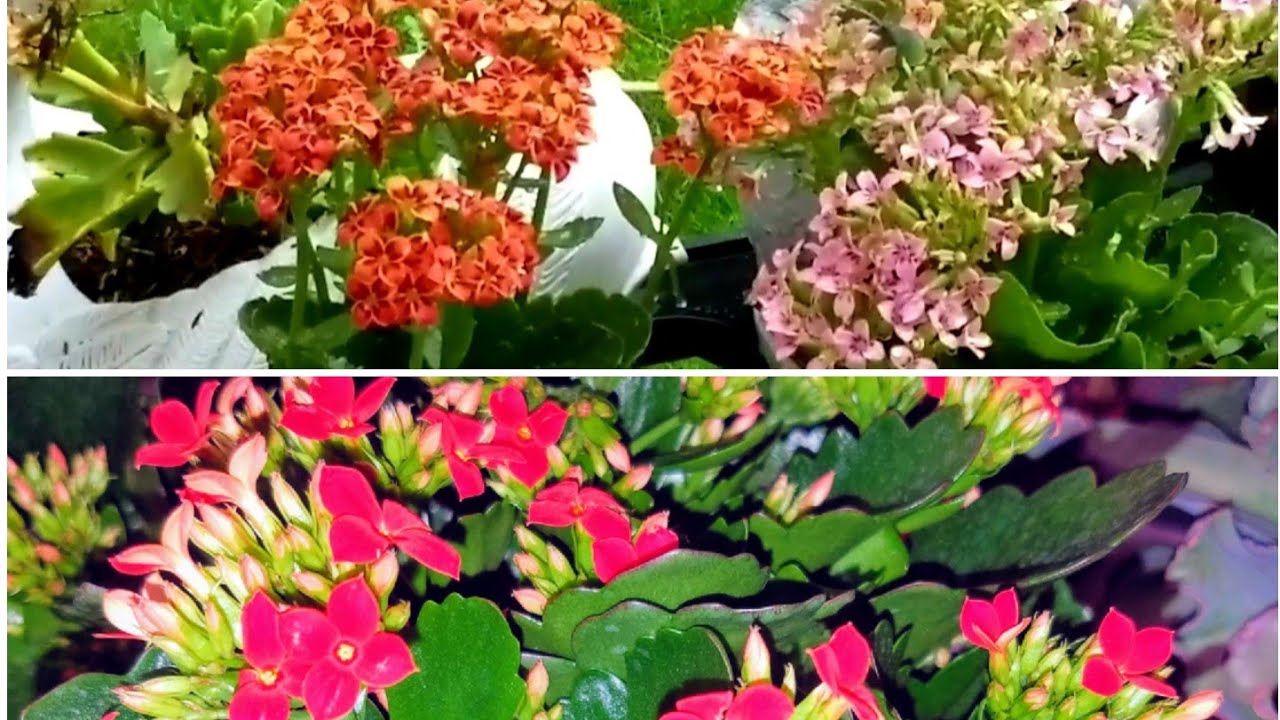 Kalanchoe: cuidados, trasplante y fertilización para floración #Jardín ║Orquídeas en el mundo