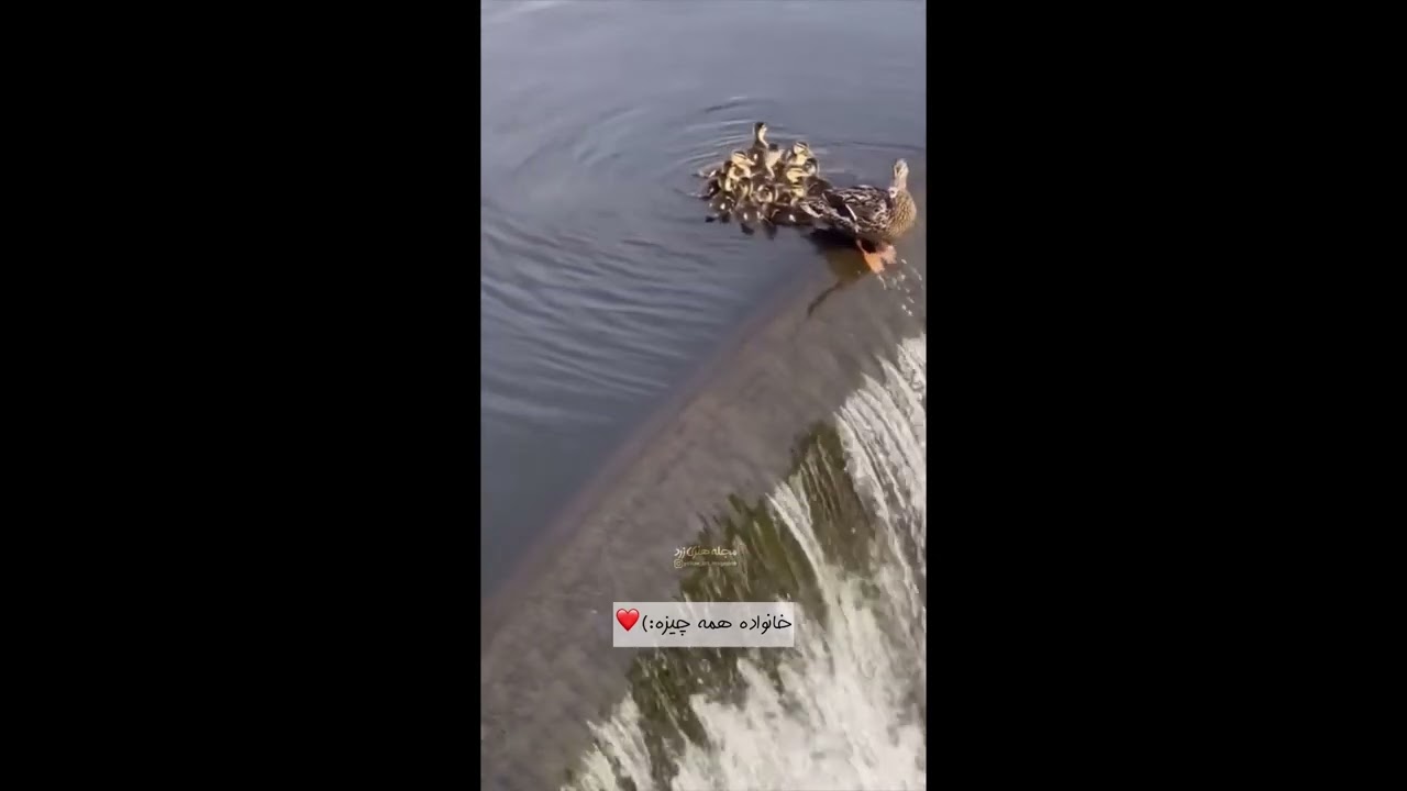 Urban Ducks - A Quacky Adventure Unfolds #funnyvideo #cuteanimals #funnyandcute #cuteshorts
