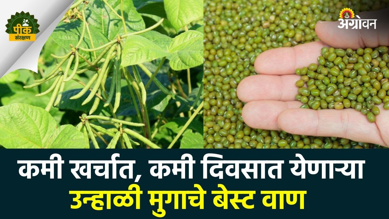 Summer Moong Varieties : उन्हाळी मूग लागवड तंत्र, सुधारित वाण | Agrowon | ॲग्रोवन