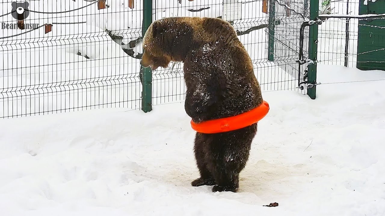 Мансур, как будем круг с талии снимать???🐻👀/Bear Mansur