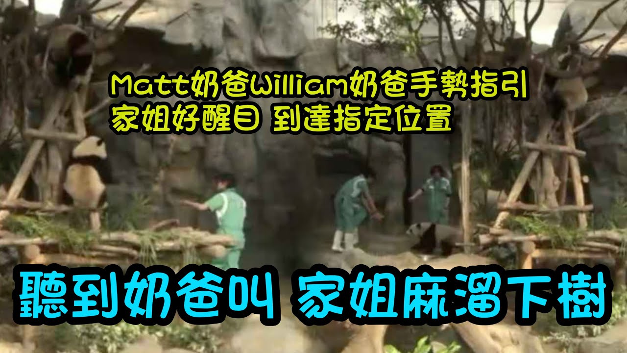 2月2日 家姐聽到奶爸叫，麻溜起床下樹跟著奶爸去吃筍，細佬吃筍靠在家姐身上好溫馨 #大熊貓加加 #大熊貓得得