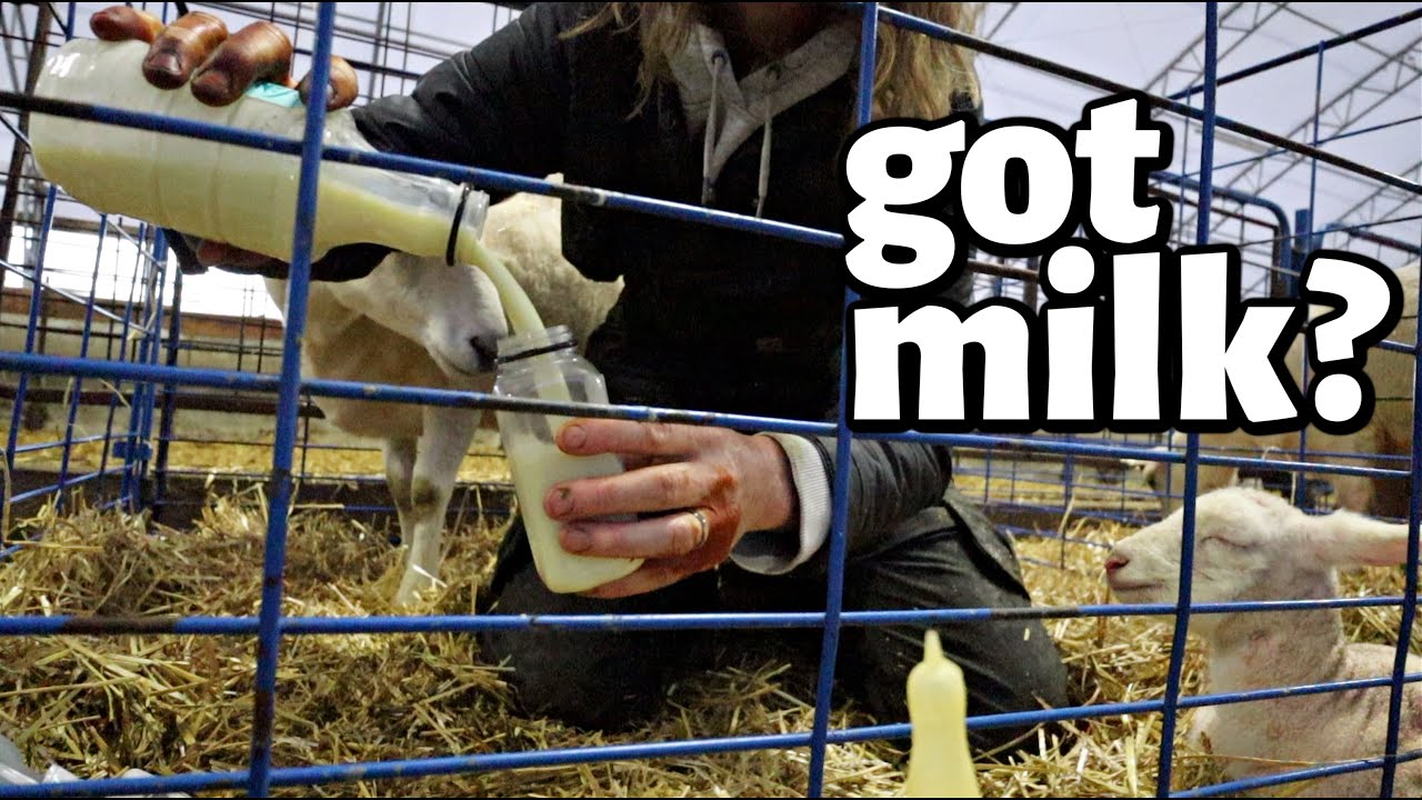 THIS MAMA FED 13 LAMBS THIS MORNING!!🤯 | she’s GOT MILK!!!🥛 (like... too much.) | Vlog 590