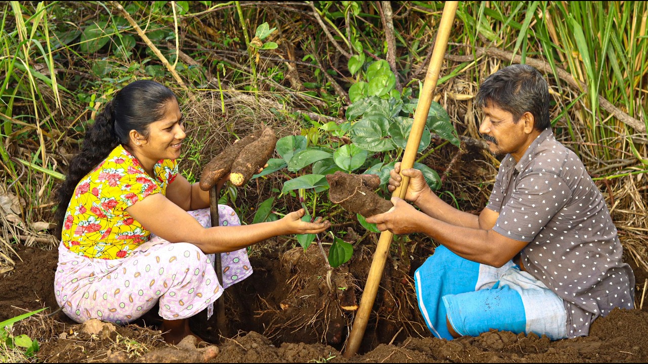 Freshly Dug ini Yams Cooked with Salt & Chili - Simple & Tasty #village #recipe #usa