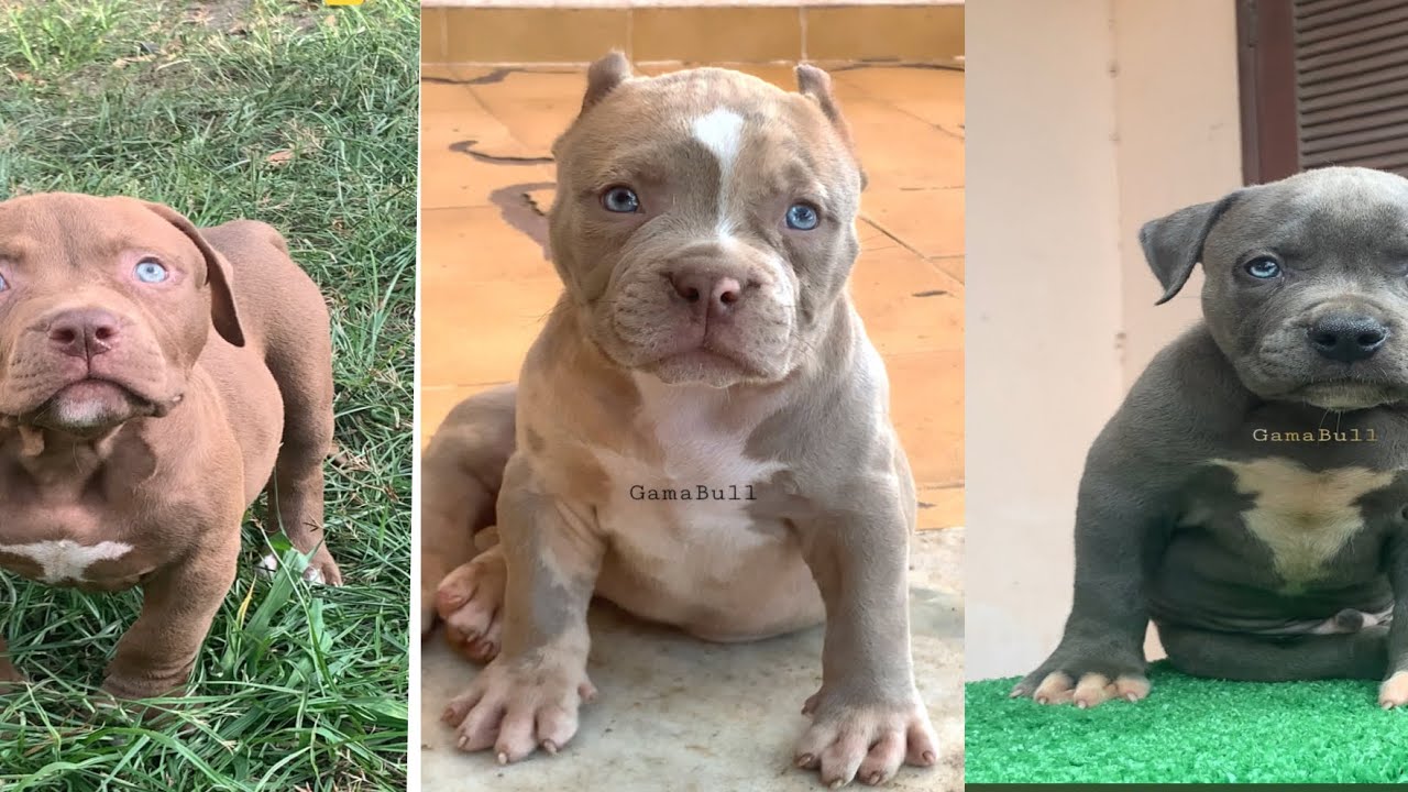 #filhotes #Pitmonster   Os melhores filhotes de Pit Monster  do BRASIL 🇧🇷 🦾