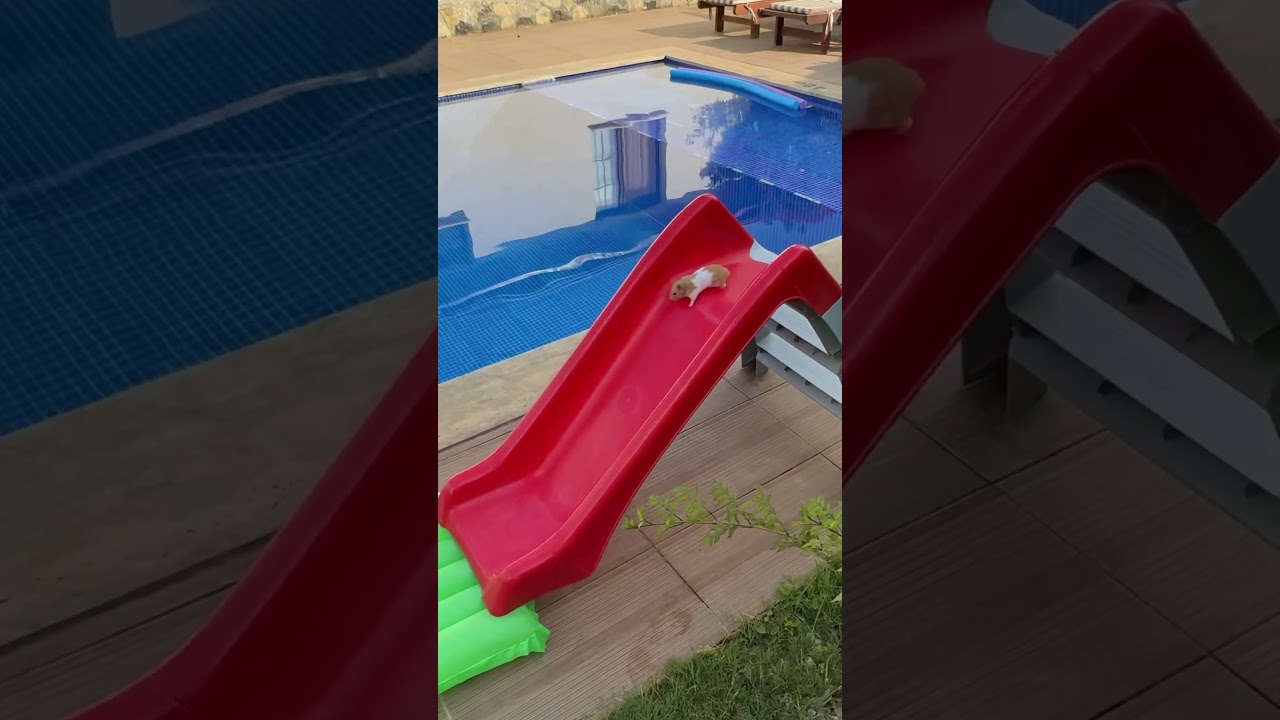 Yetişkin bir hamsterın ihtiya&ccedil; listesi; Yemek, uyku ve kaydırak 🫠