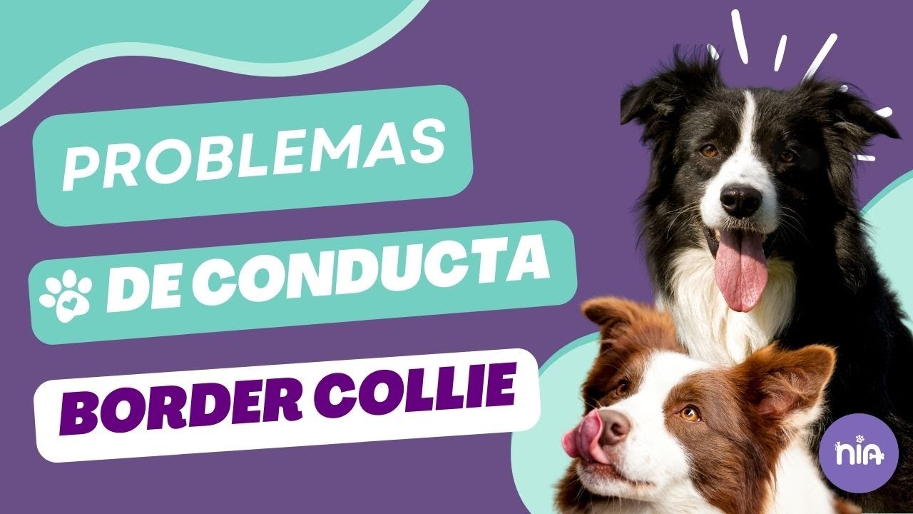 Problemas de conducta en  Border Collie